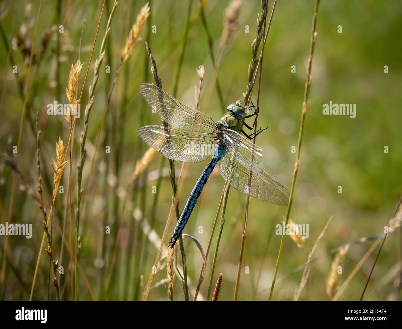 Dragonfly imperatore maschio con ala danneggiata, in erba. Impermeabile Anax. Foto Stock