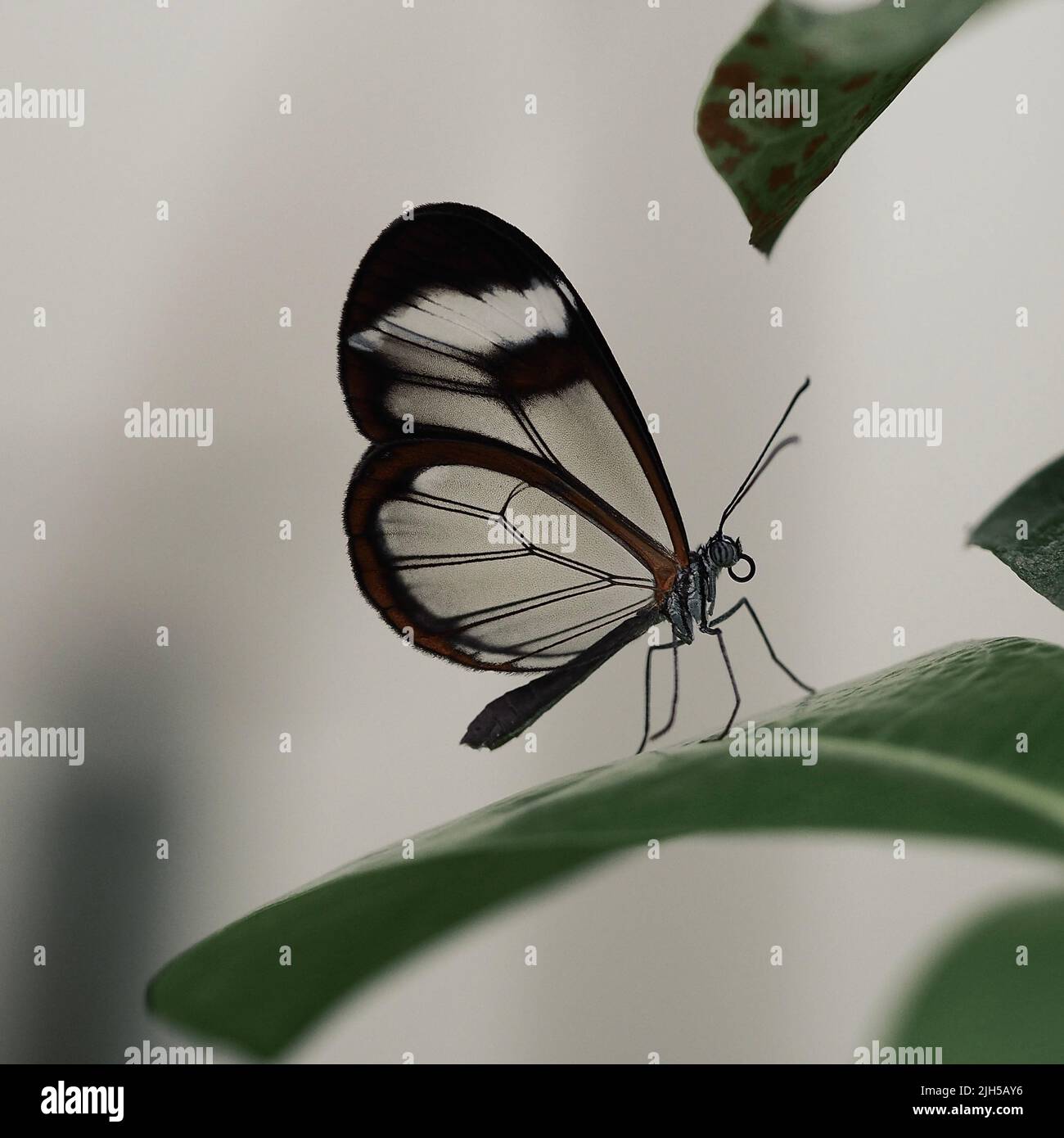 Glasflügelfalter, Schmetterling mit durchsichtigen Flügeln Foto Stock