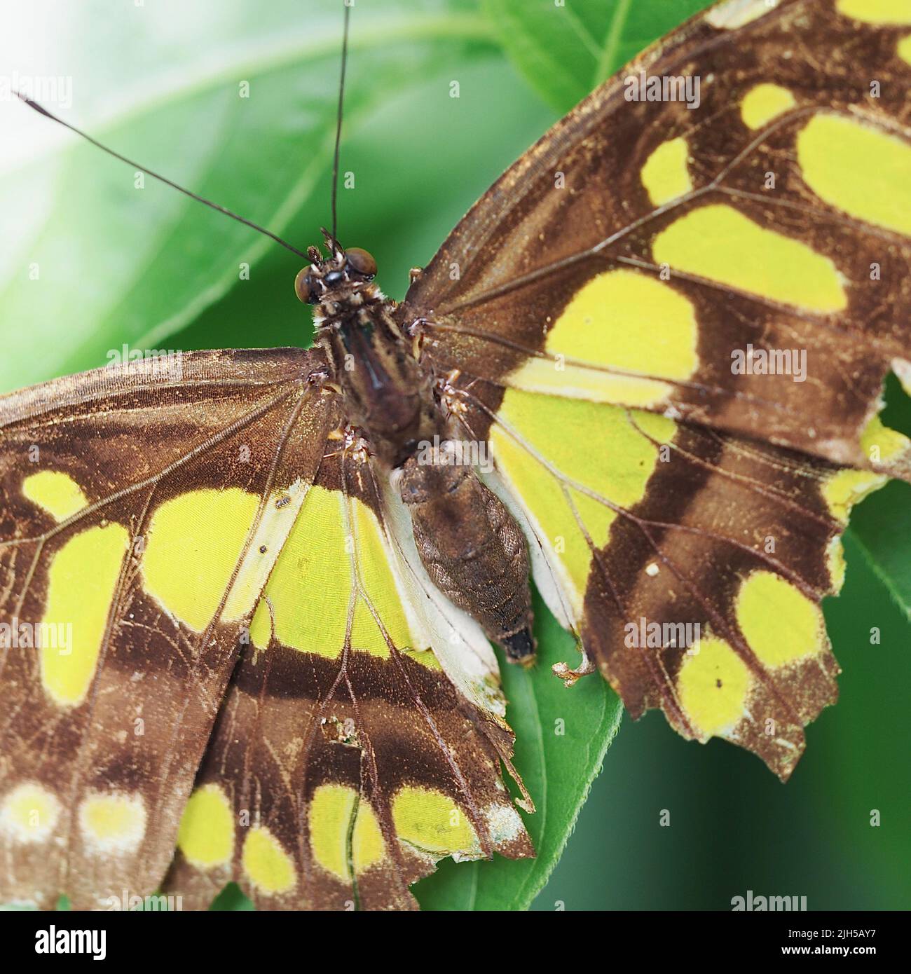 Schmetterling mit gemusterten und angefressenen Flügeln Foto Stock
