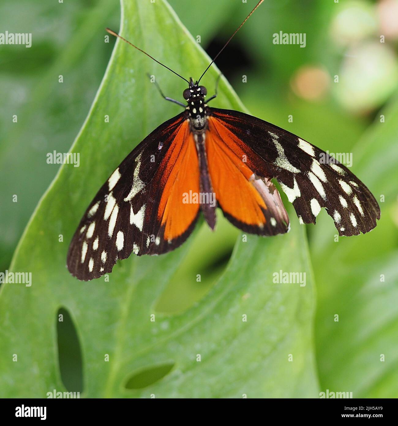 Schmetterling (Admiral) im detail mit disktem Flügel Foto Stock