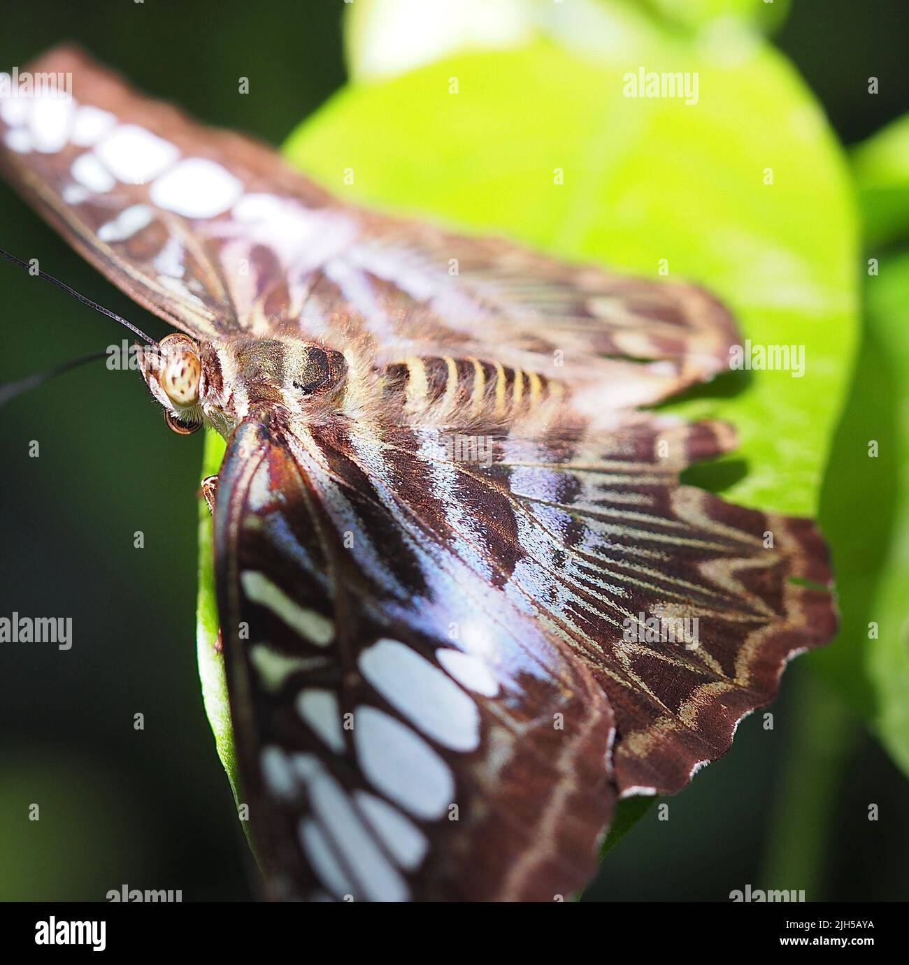 Schmetterling mit gemusterten und angefressenen Flügeln Foto Stock