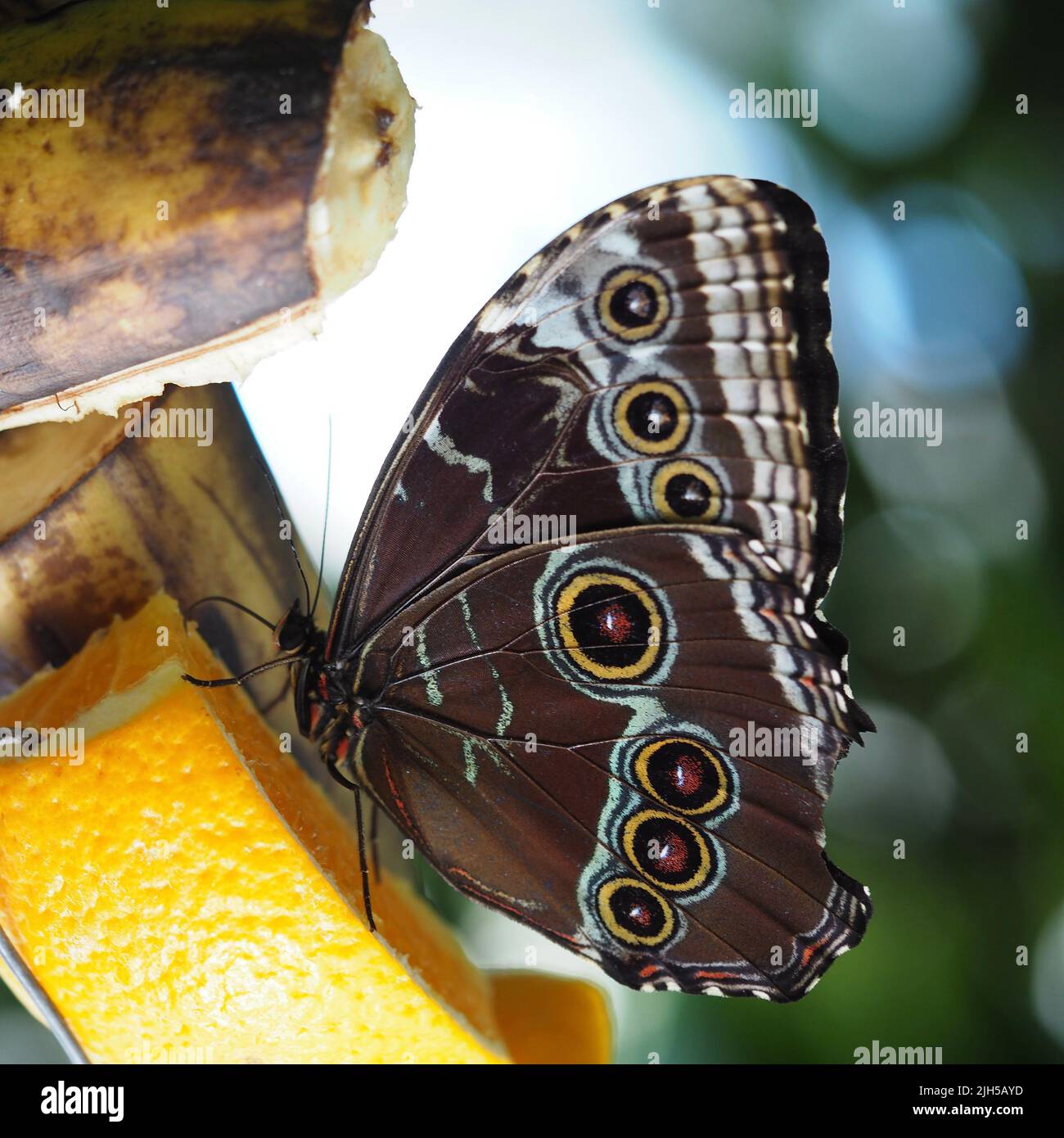 Schmetterling auf Orange Foto Stock