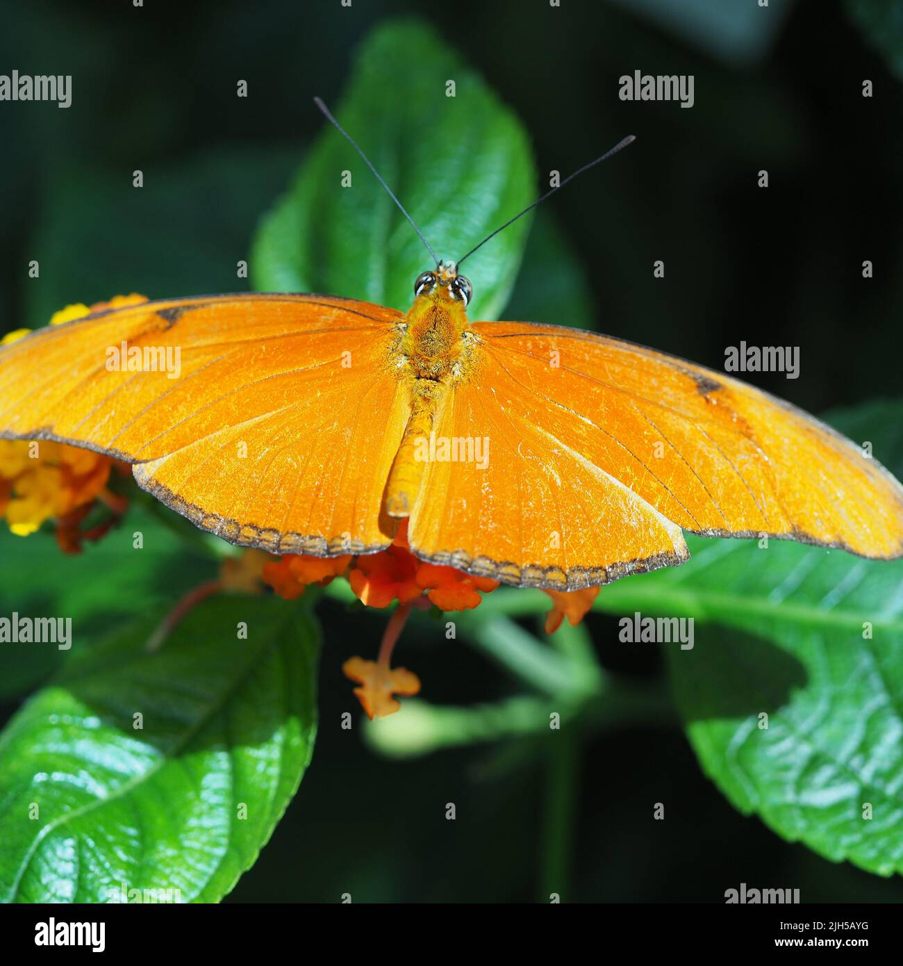 Orangener Schmetterling im detail Foto Stock