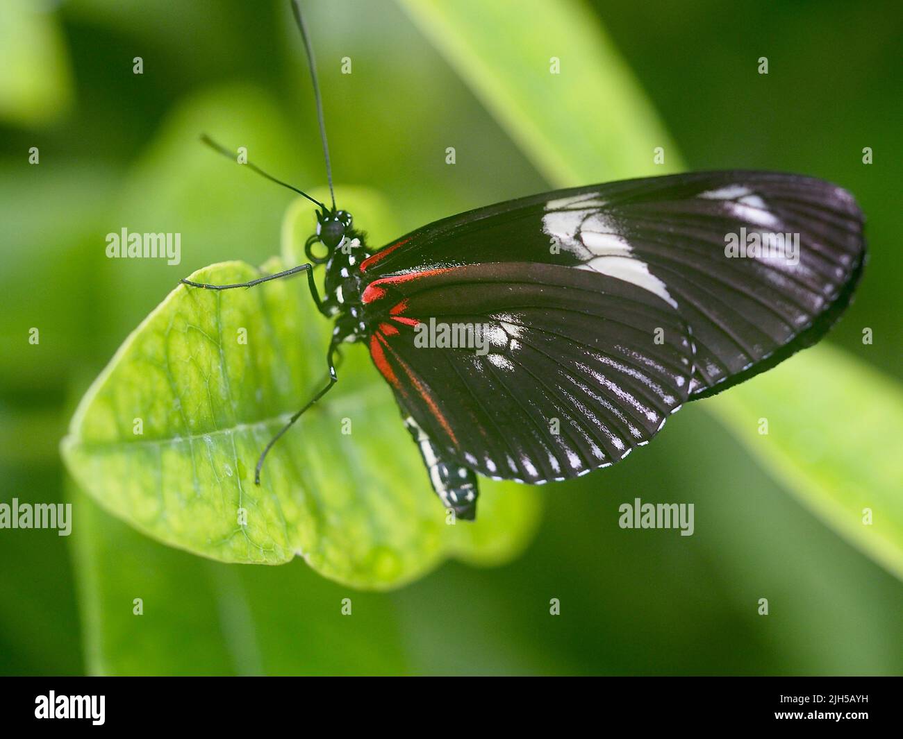 Schmetterling im Detail Foto Stock