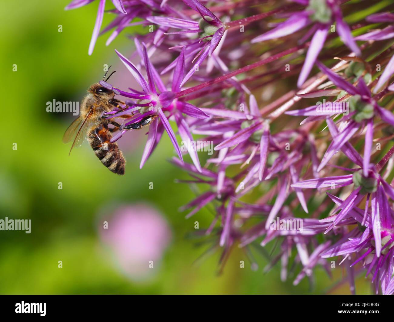 Biene beim Pollensammeln Foto Stock