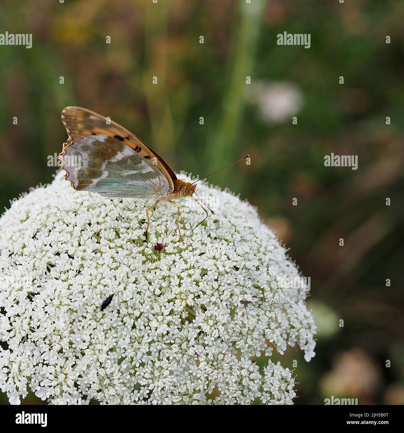 Schmetterling auf Schafgarbe Foto Stock