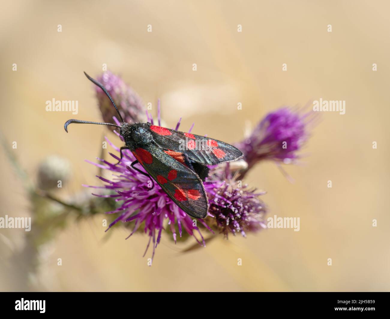 Sei-spot burnett Moth Zygaena filipendulae sul fiore del cardo. Foto Stock