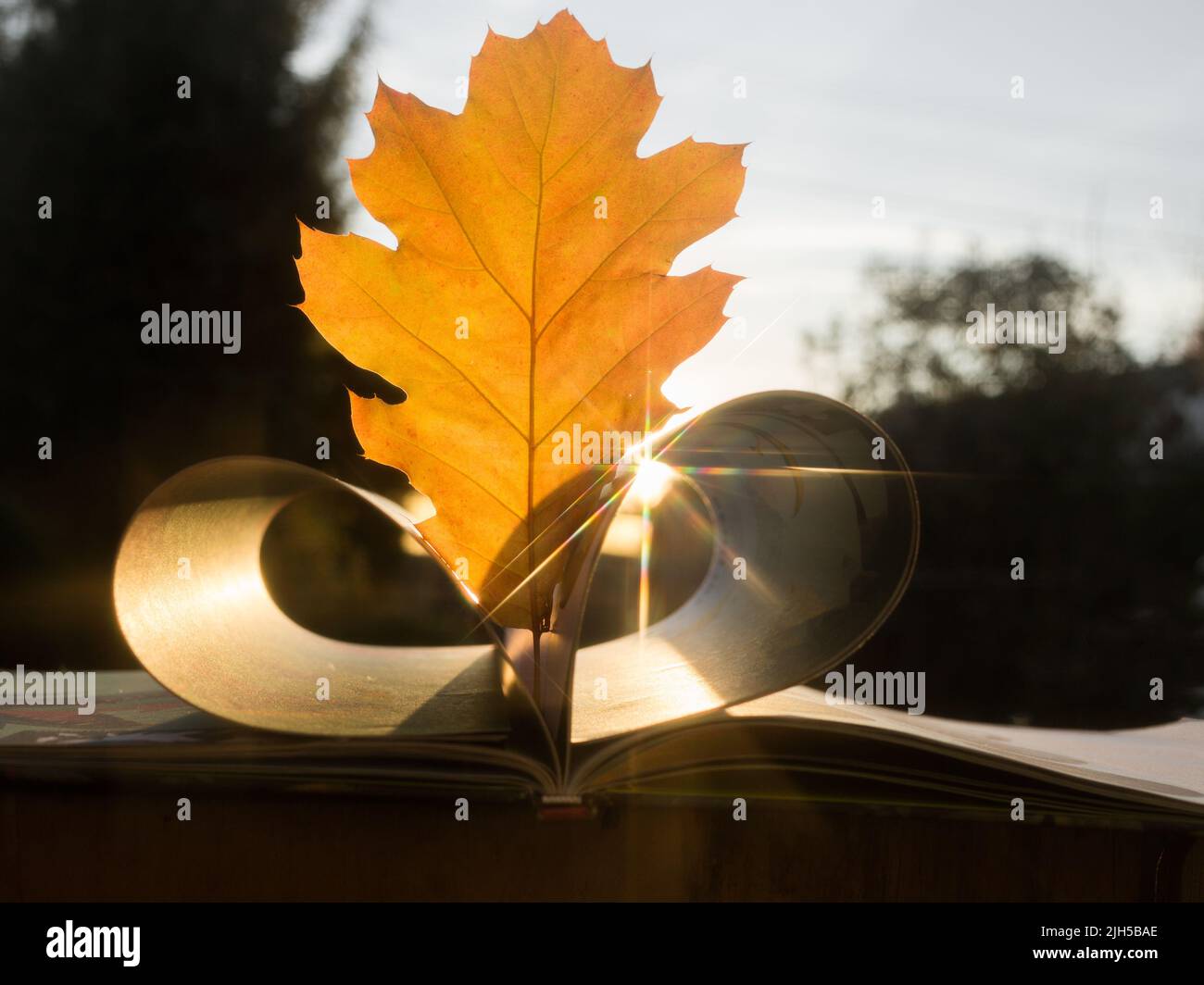 apri un libro con una foglia di quercia autunnale arancione brillante tra le pagine. Illuminazione solare con riflessi. Retroilluminazione. Concetto di istruzione. Ciao, autunno. Scuro Foto Stock