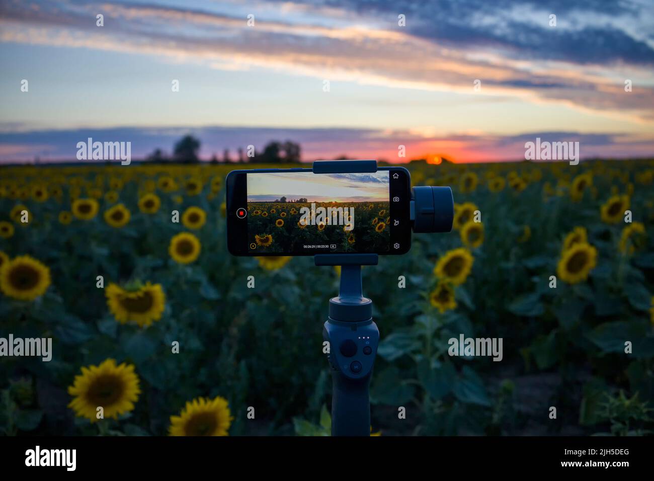 Steadicam per telefono che spara girasoli Foto Stock