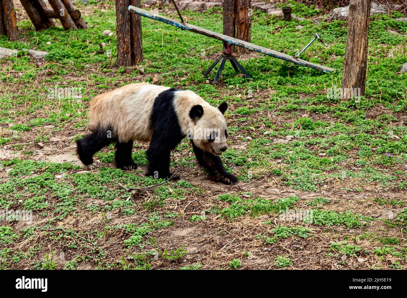 Un bianco e nero raro Panda Gigante attorno a piedi è al di fuori del recinto del giardino zoologico, Pechino Foto Stock