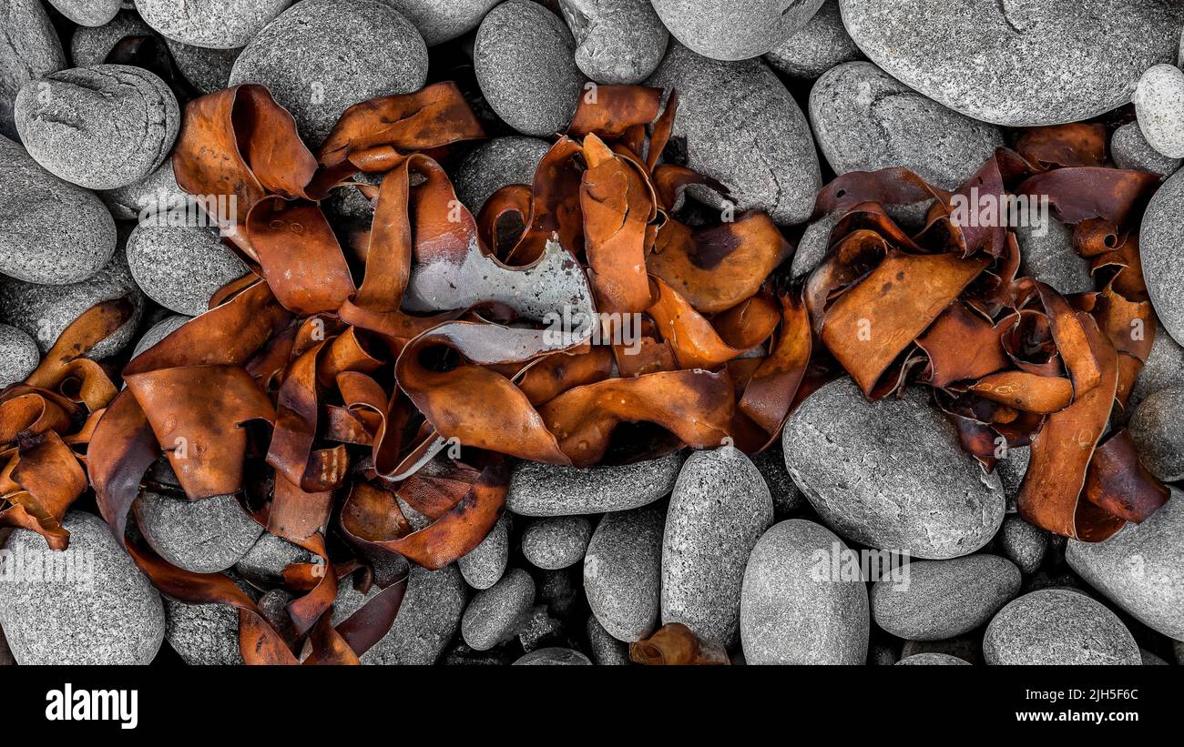 Vista dall'alto verso il basso dell'essiccazione delle alghe marine su una spiaggia rocciosa Foto Stock