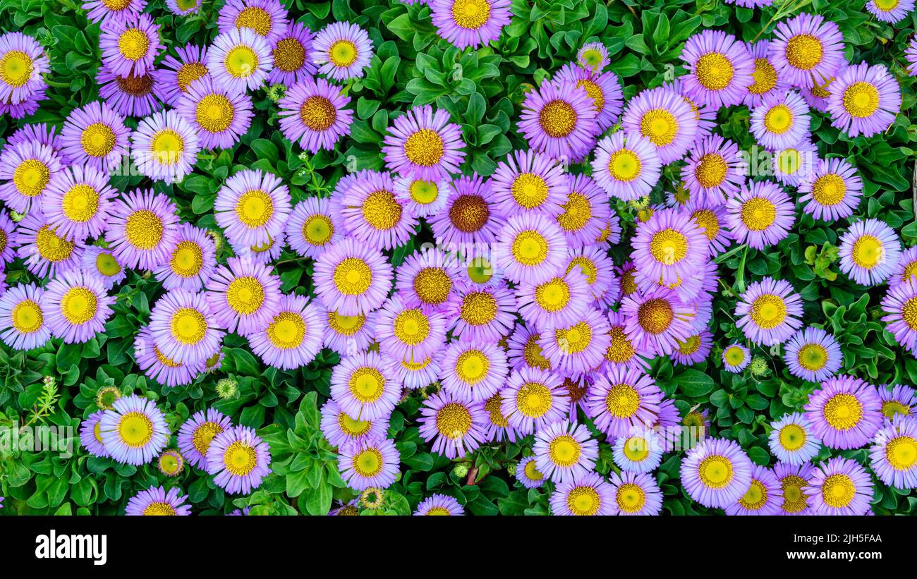 Vista dall'alto verso il basso di fiori colorati Foto Stock