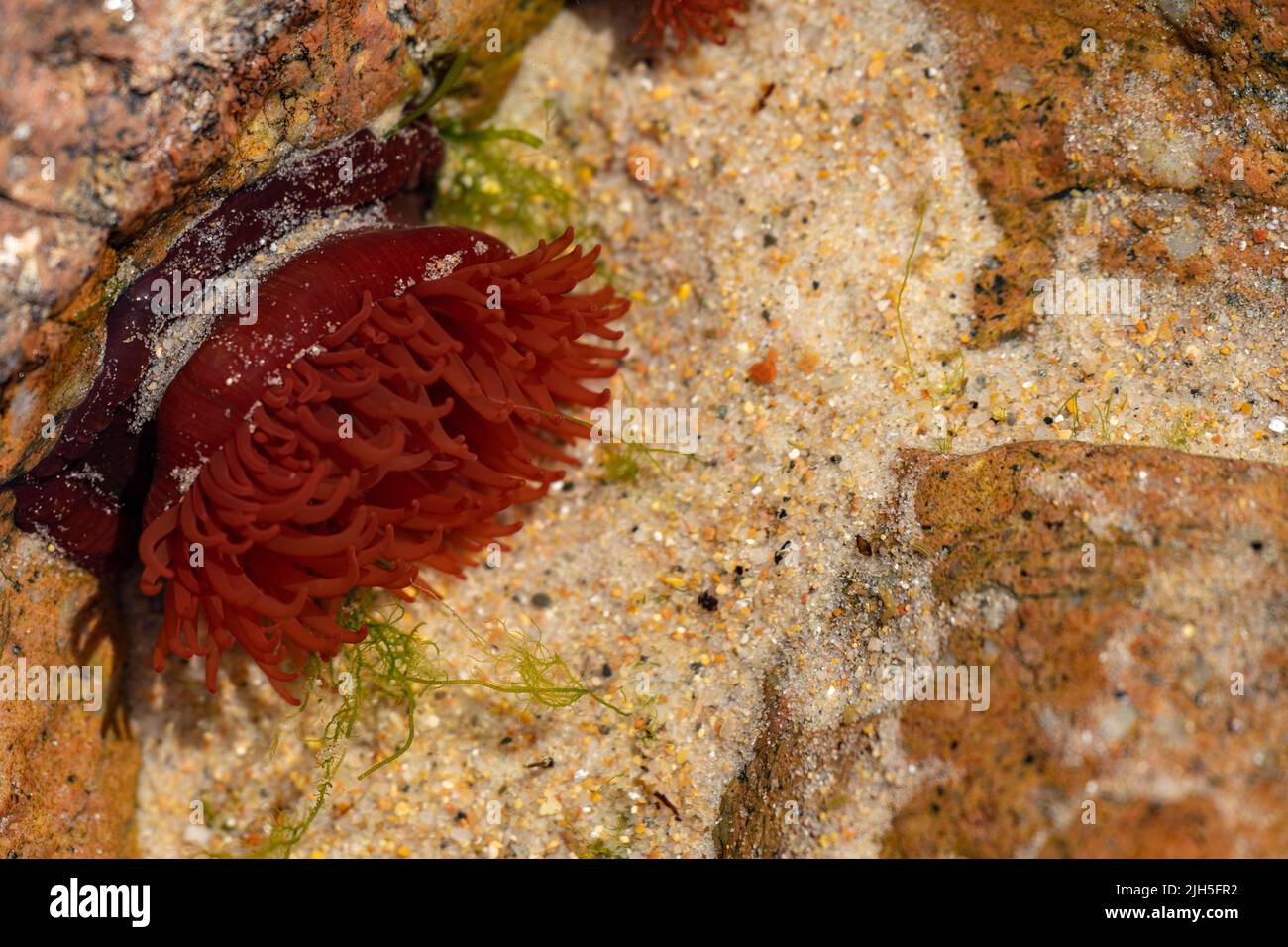 L'Anemone del Mar Rosso si aggrappa alle rocce in una rockpool sulla costa britannica a bassa marea. Foto Stock