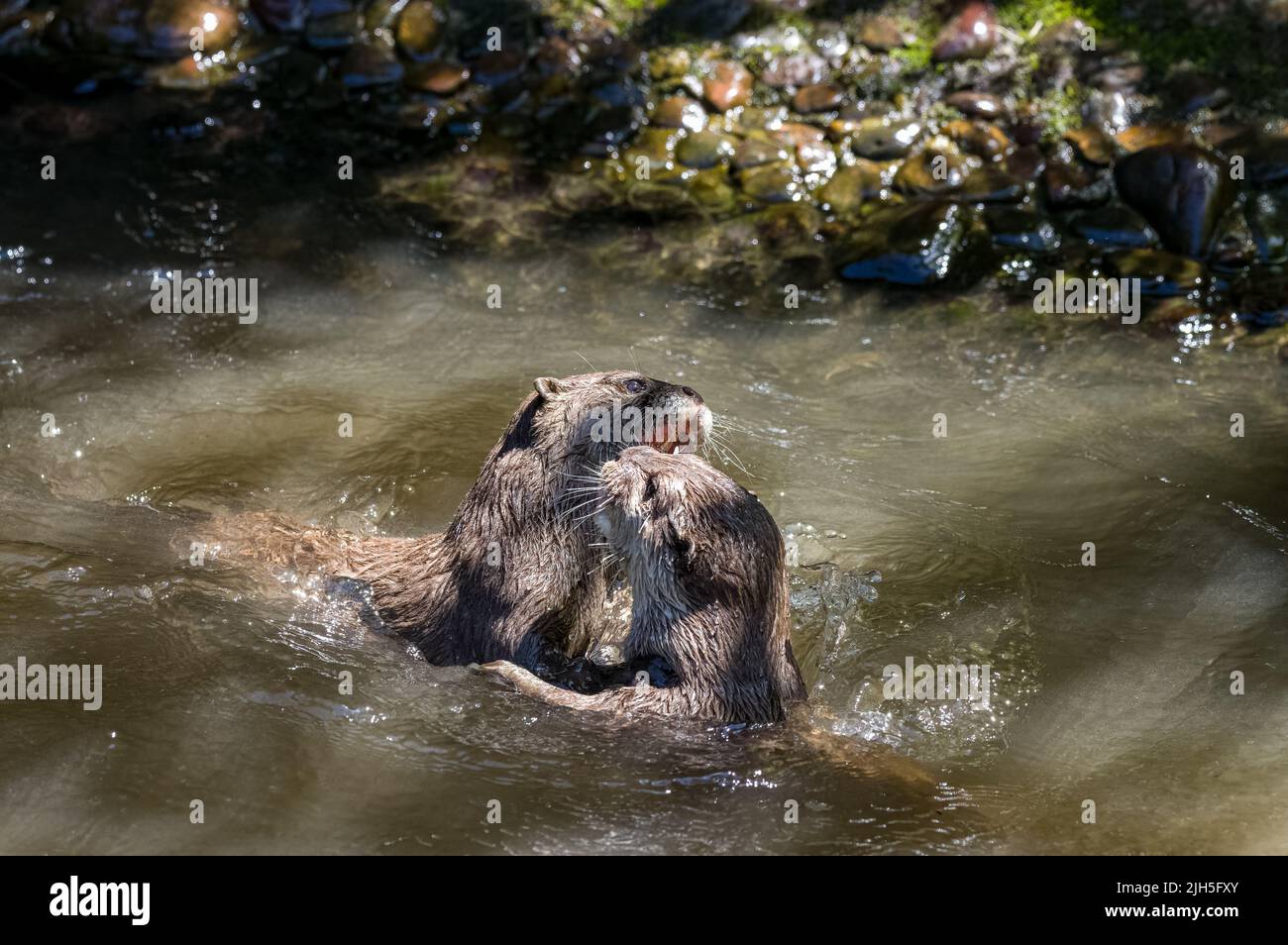 Due lontre asiatiche, Lutra lutra nuota e gioca a combattere su una riva del fiume con acqua limpida nelle isole britanniche. Foto Stock