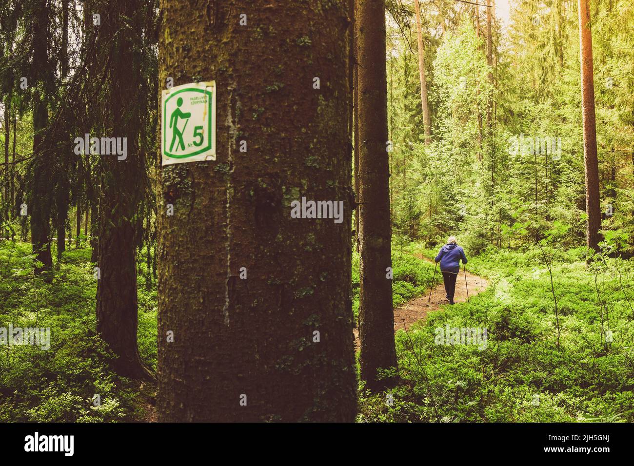 Anziana donna caucasica anziana si alza tenendo rossi bastoni nordici e godendo la natura verde della foresta di lago Foto Stock
