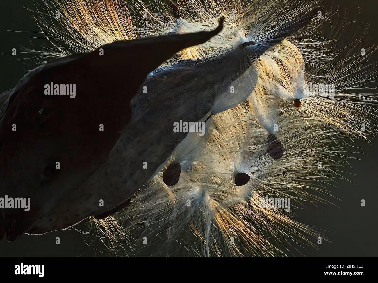 Silhouette e semi comuni di semi di semi di semi di semi di alghe Foto Stock