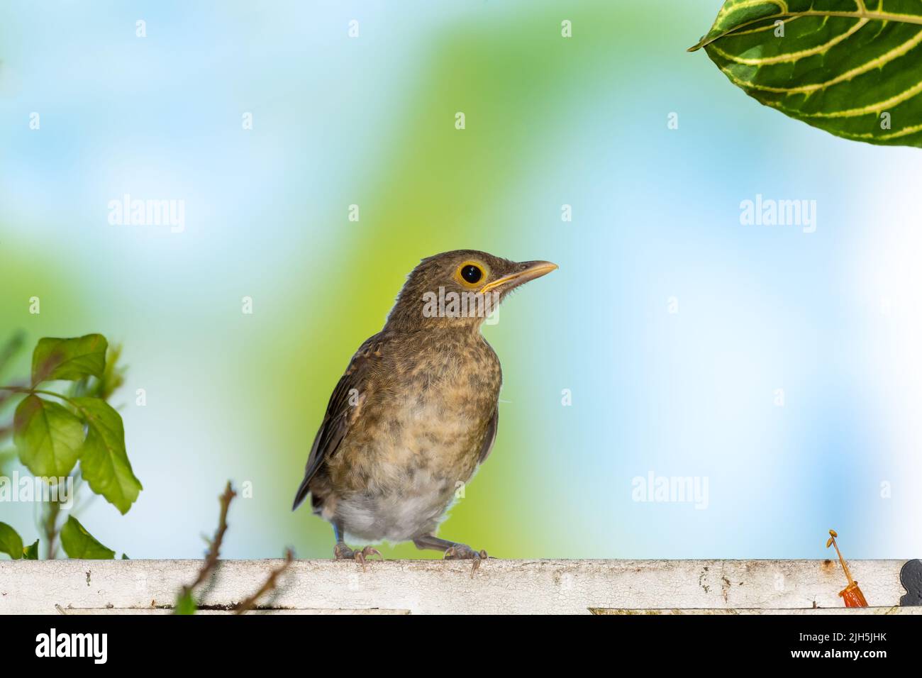 Un piccolo uccello, Spectacled Thrush, Turdus nudigenis, arroccato su una recinzione bianca con uno sfondo chiaro. Foto Stock