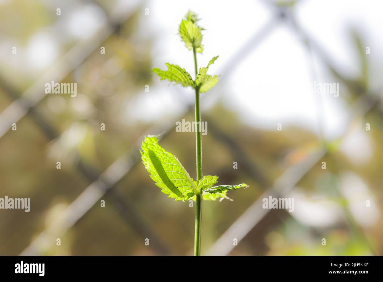 Verme verdi o foglie di mangia di piante aromatiche ornamentali, menta, menta. Pentola a casa. Foto Stock