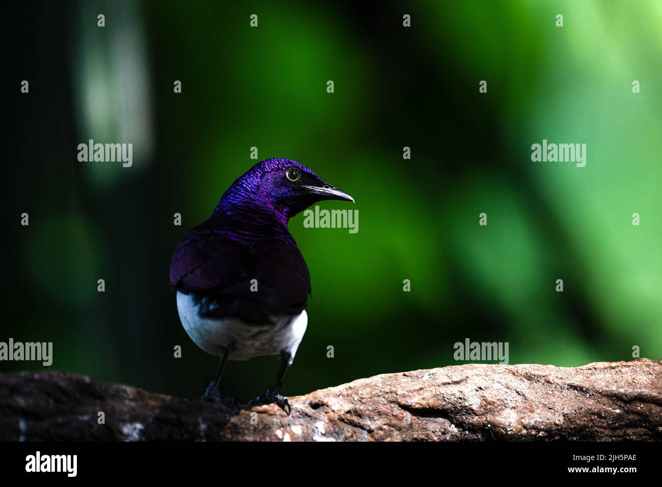 Starling con sfondo violetto (Cinnyricinclus leucogaster) nella foresta Foto Stock