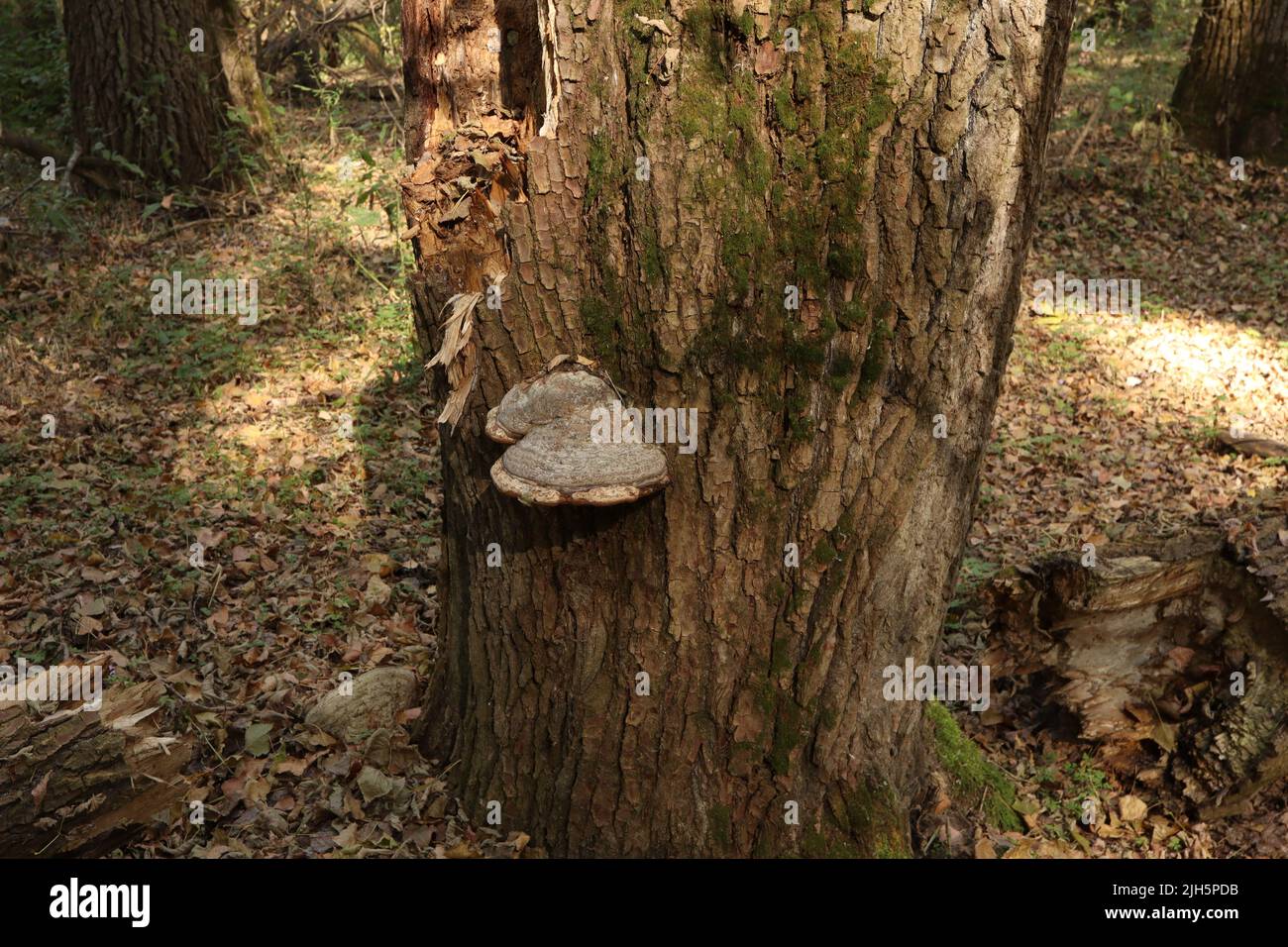 fungo nella foresta d'autunno Foto Stock