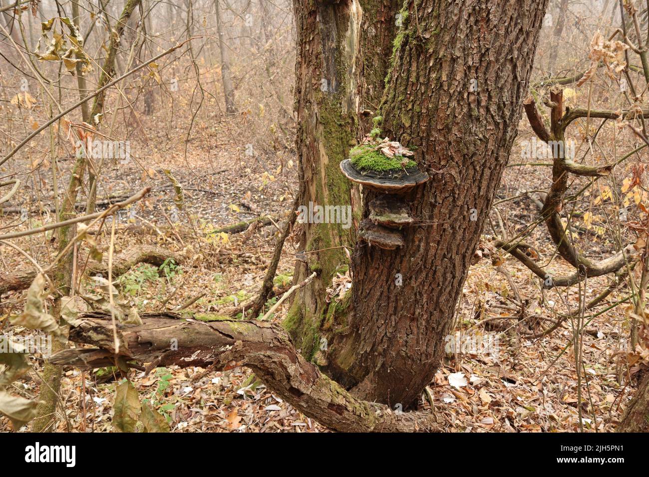 Fungo nella foresta d'autunno Foto Stock