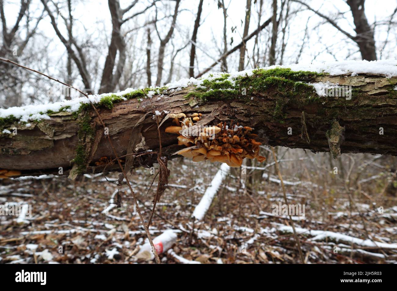 Gambo di velluto sotto l'albero nella foresta invernale Foto Stock