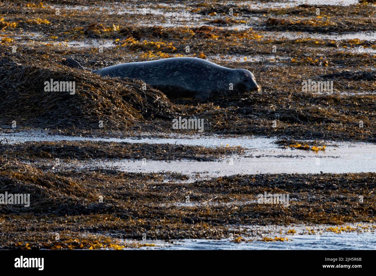 Porto Seal (Phoca vitulina), Loch Eynort, South Uist Foto Stock