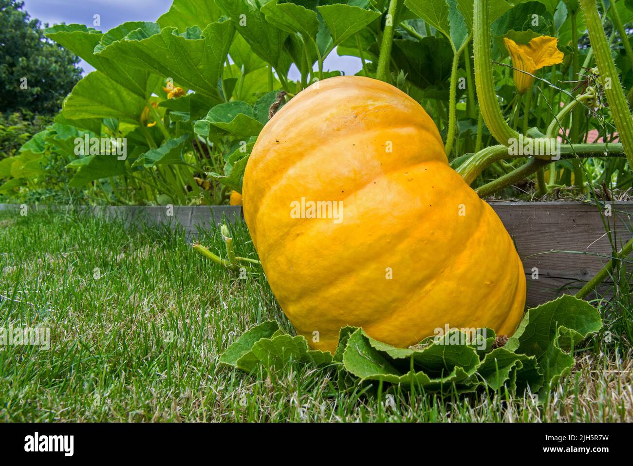 Zucca coltivata (Cucurbita maxima) che mostra frutta commestibile e grandi foglie verdi in orto / giardino cucina / allotment in estate Foto Stock