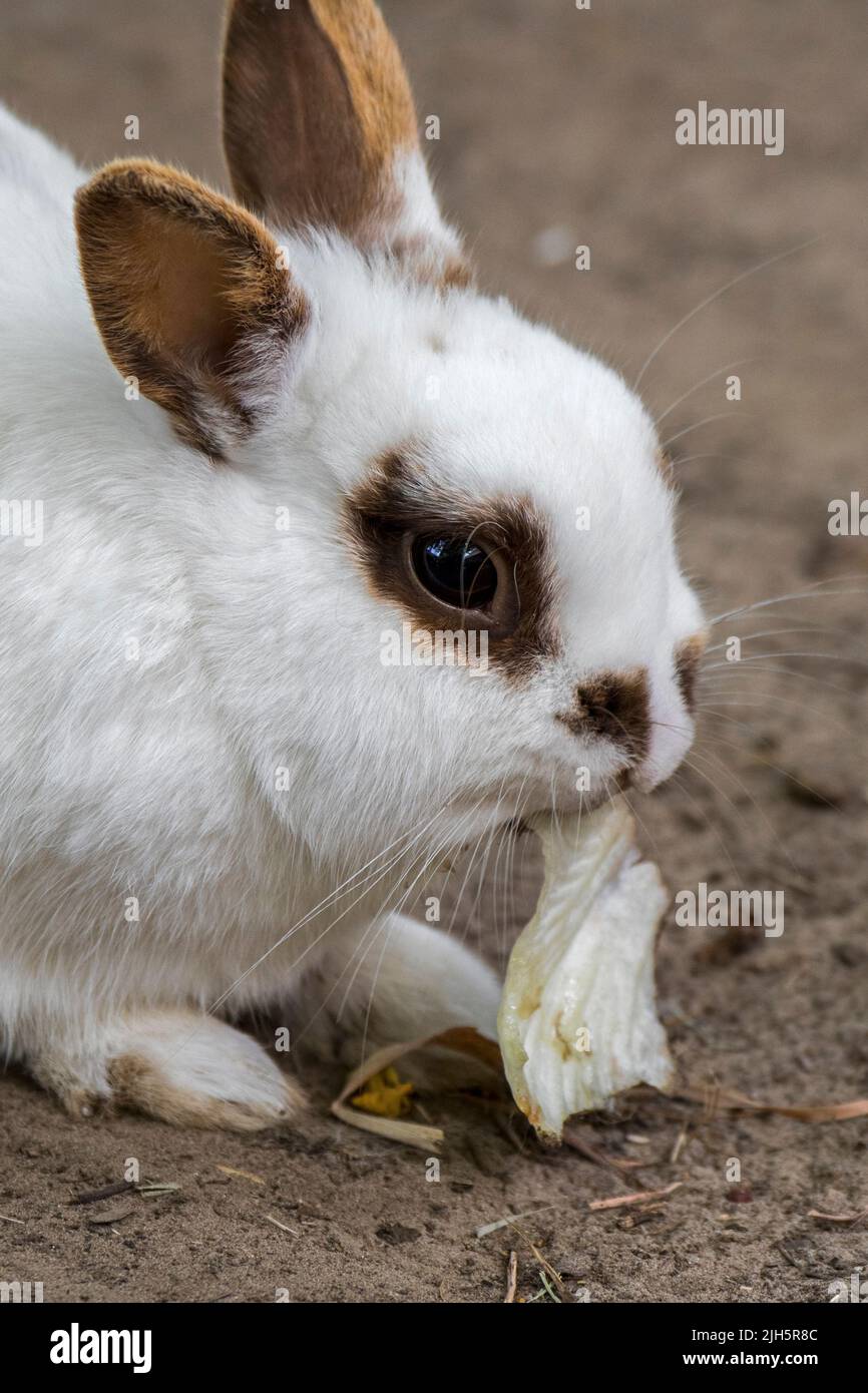 Primo piano di coniglio nana bianco domestico / coniglio animale domestico (Oryctolagus cuniculus domesticus) che mangia la foglia di lattuga Foto Stock