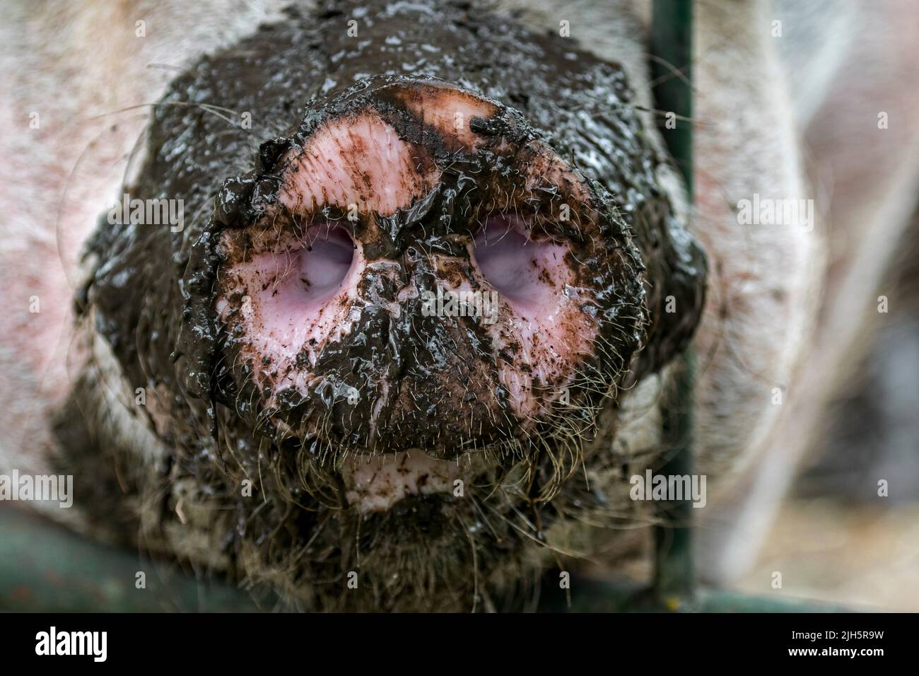 Primo piano di lungo muddy muso / naso di maiale domestico / suino (Sus domestica) che si attacca attraverso la recinzione di metallo in fattoria Foto Stock