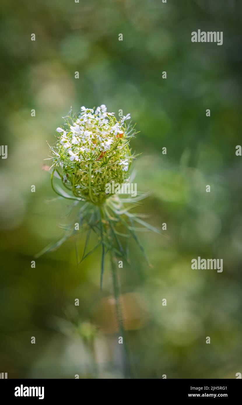 Fiore di carota selvaggia Daucus carota isolato su sfondo naturale. Pianta medicinale verde spiky Regina Anna Merletto Foto Stock