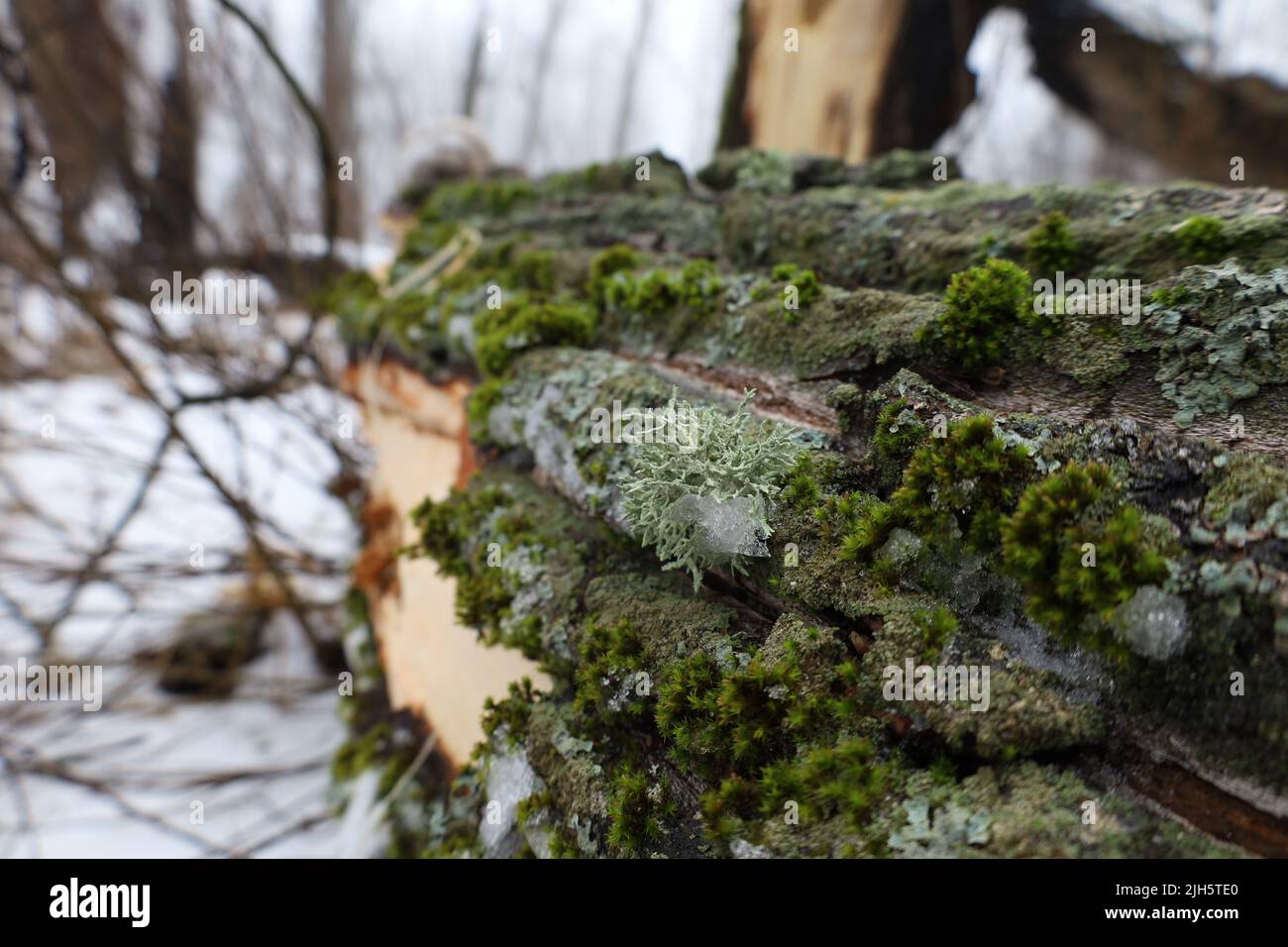 Evernia prunastri sull'albero coperto di muschio, licheni e muschio Foto Stock