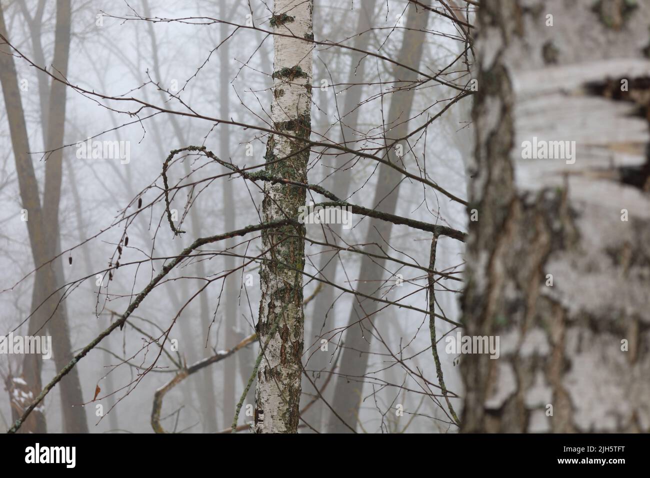 Fitta nebbia nella foresta invernale, atmosfera da boschi raccapriccianti Foto Stock