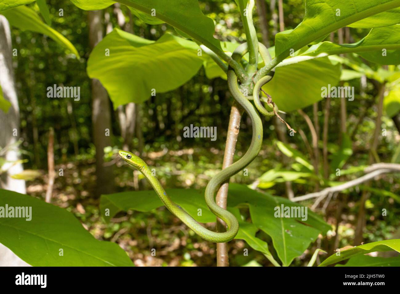 Serpente verde ruvido - Ofeodrys aestivus Foto Stock