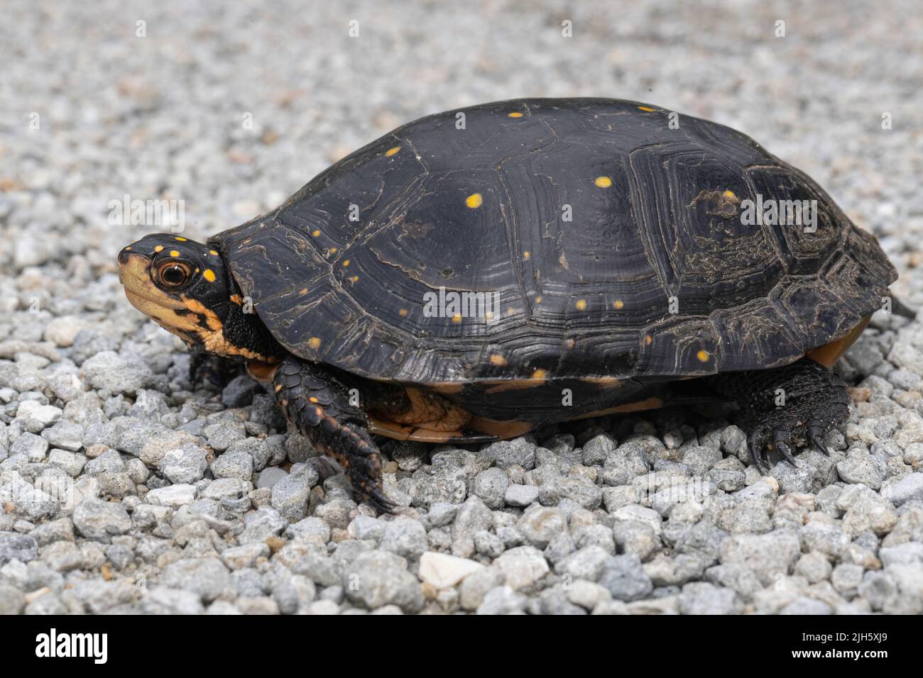 Tartaruga spotted femminile alla ricerca del nido - Clemmys guttata Foto Stock