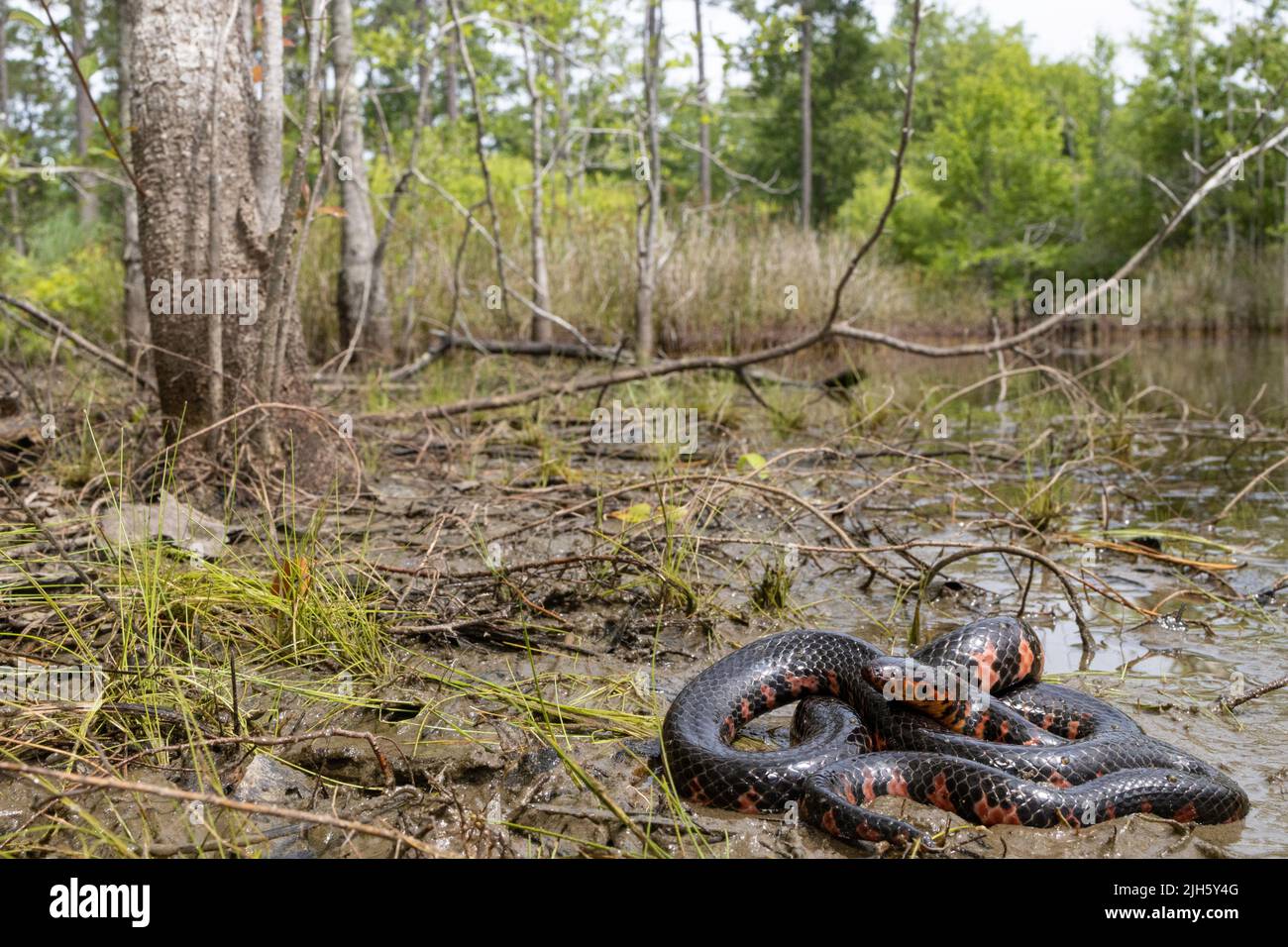 Serpente di fango orientale - Farancia abacura Foto Stock