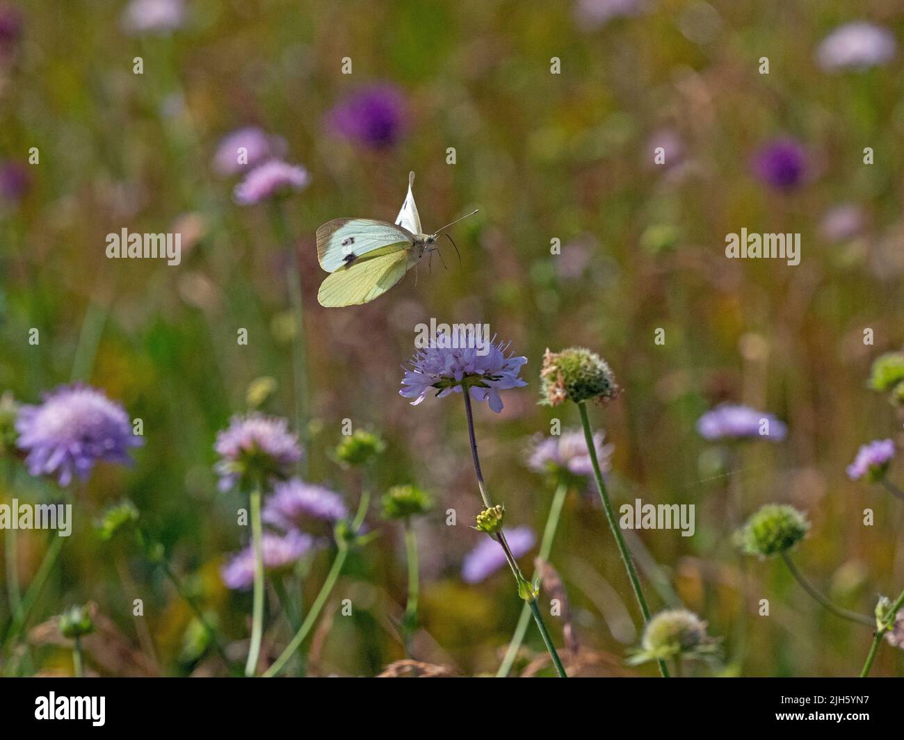 Large White Butterfly Sarcococca brassicae in volo su alimentazione scabious fiori in fiore selvatico prato Foto Stock