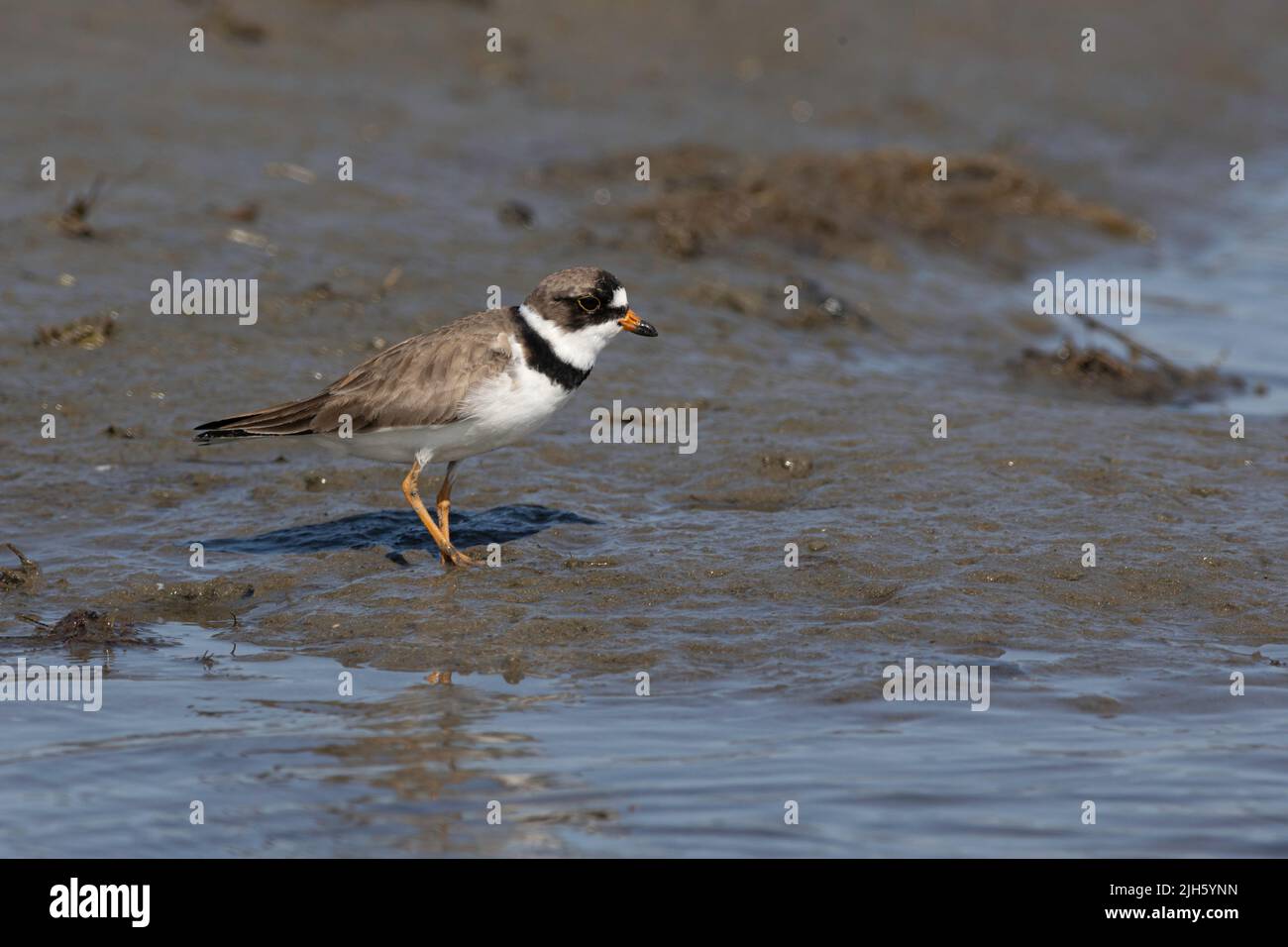 Piping Plover - melodo Charadrius Foto Stock