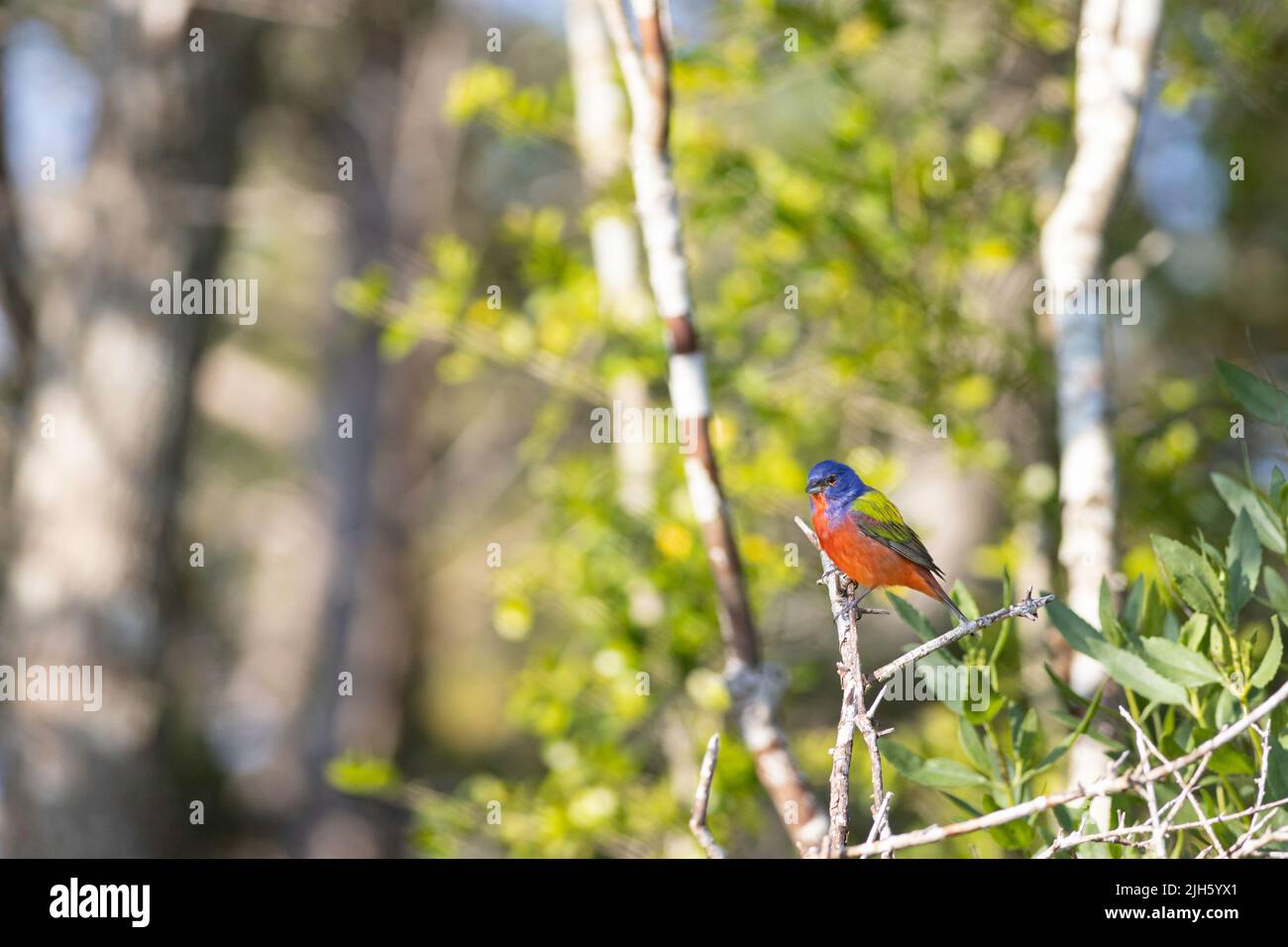 Bunting dipinto di maschio nella costa del North Carolina - Passerina ciris Foto Stock