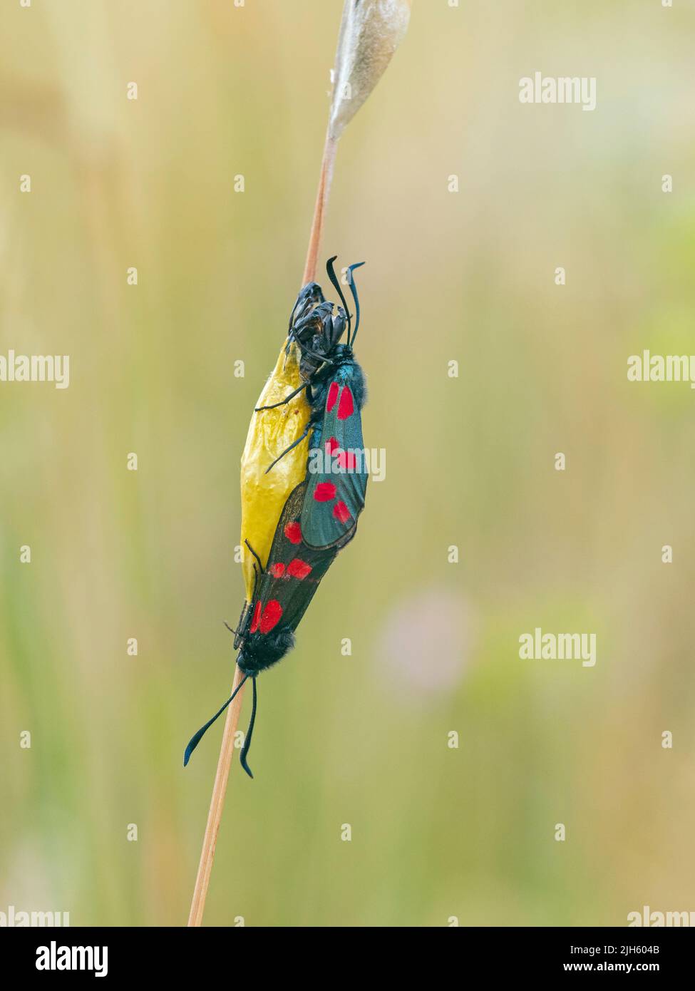 A stretta delimitata cinque-spot Burnett Zygaena lonicerae Beeston comuni di Norfolk Luglio Foto Stock