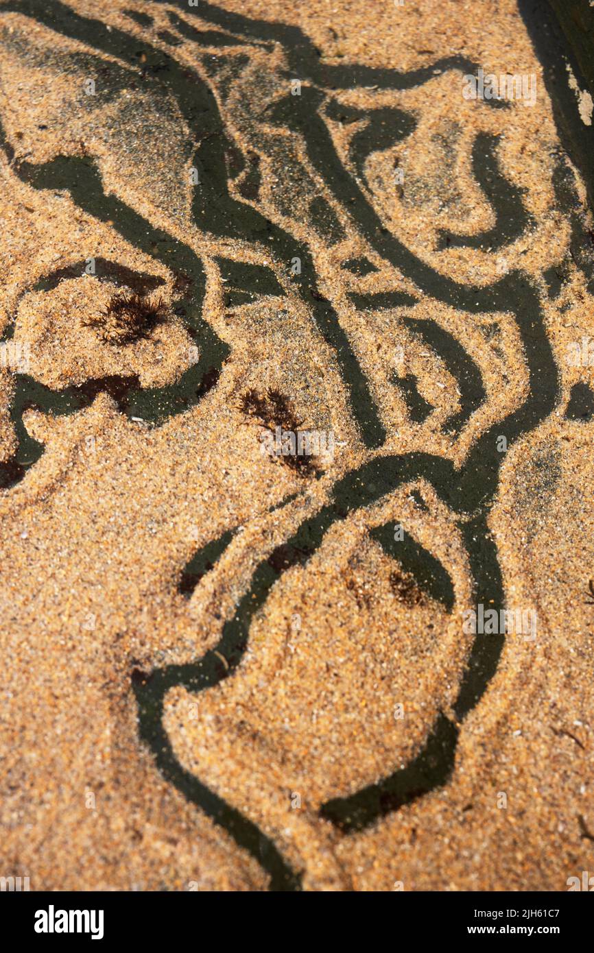 Sentieri in sabbia fatti dalle lumache e lumache di mare primo piano in laguna nascosta a Zambujeira do Mar, Algarve, Portogallo Foto Stock