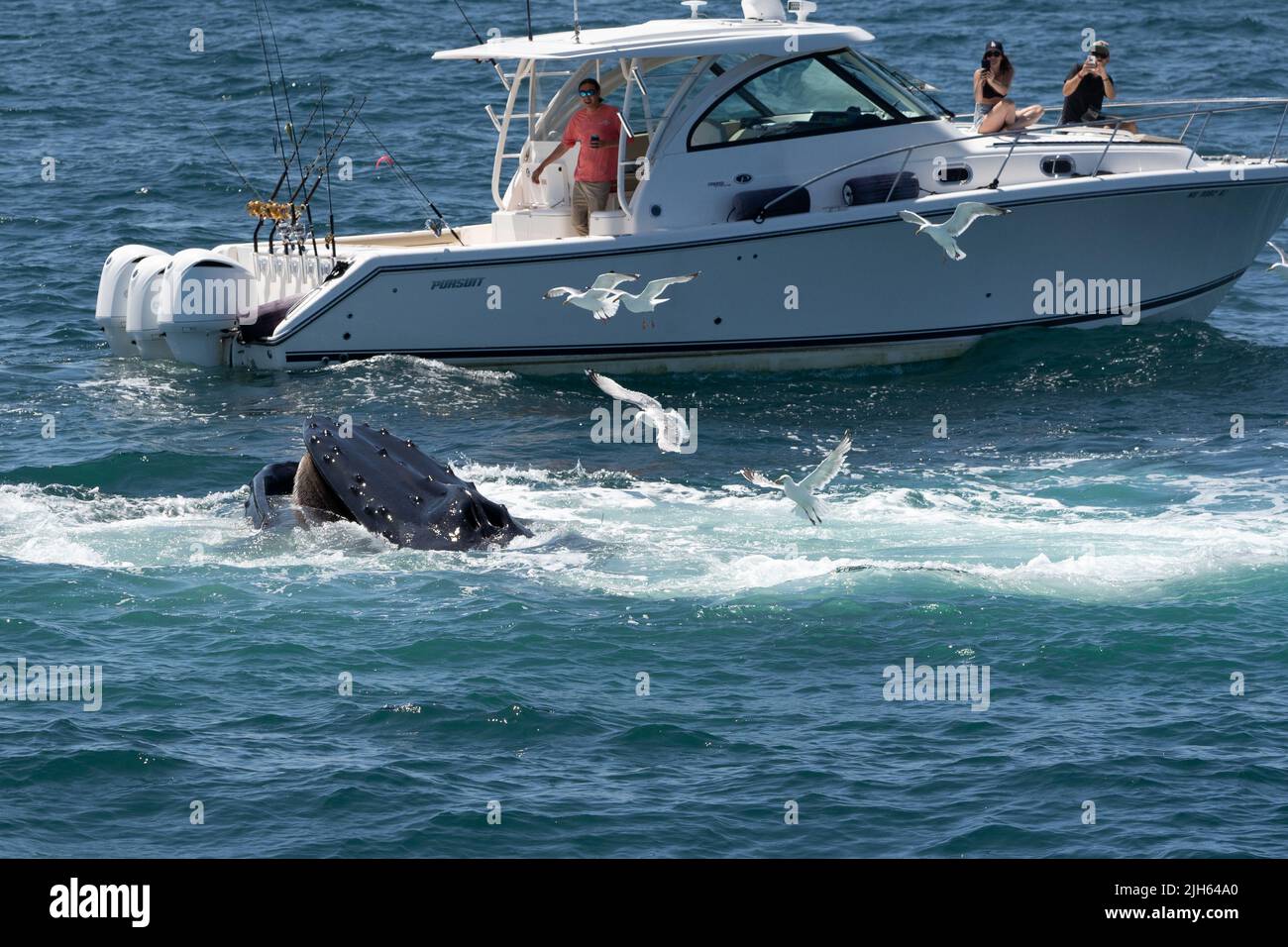 Provincetown, Massachusetts- 10 luglio 2022- una curiosa balena humpback si trova vicino ad una piccola imbarcazione da diporto che era vicina a dove la balena stava nutrendo Foto Stock