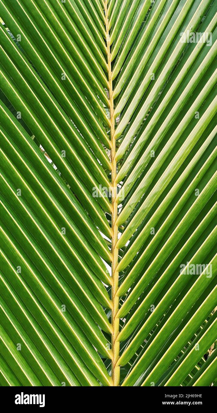 Ramo di una palma tropicale con un sacco di foglie Foto Stock