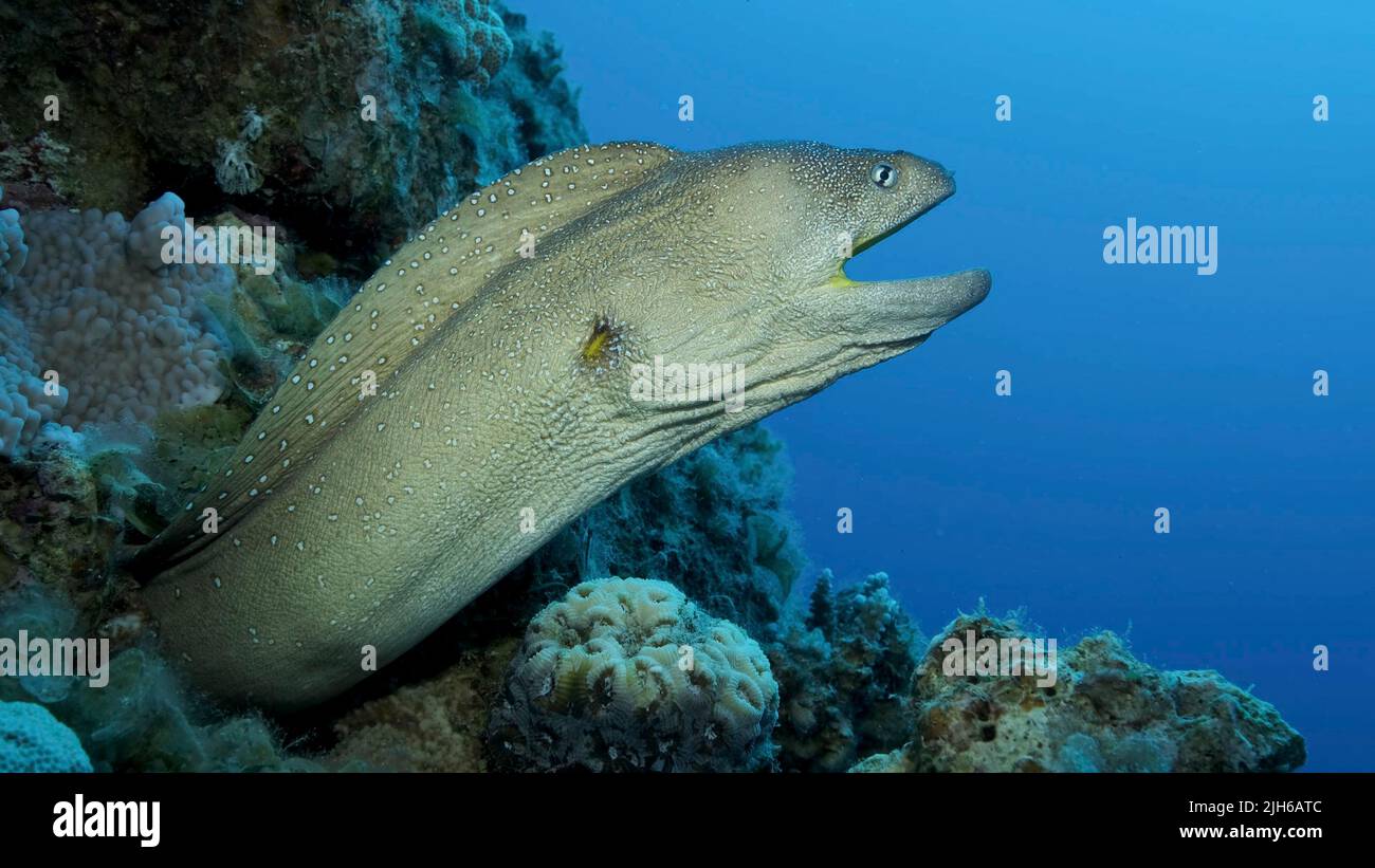 Primo piano ritratto di Moray con bocca aperta sbucciate dal suo nascondiglio. Moray Eel dal naso giallo (Gymnothorax nudivomer) Mar Rosso, Egitto Foto Stock
