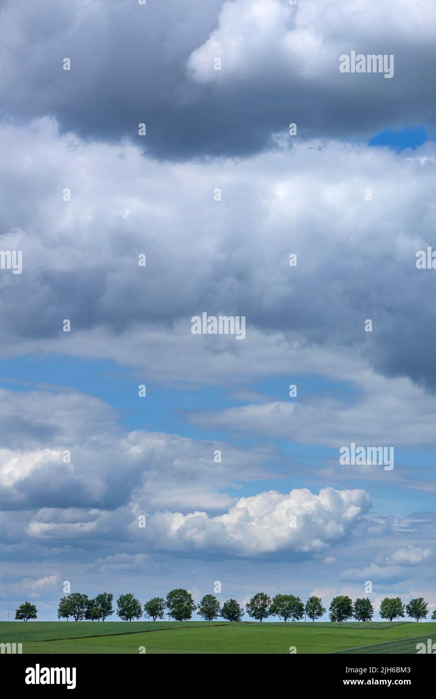 Viale di alberi con cielo nuvoloso, Baviera, Germania Foto Stock