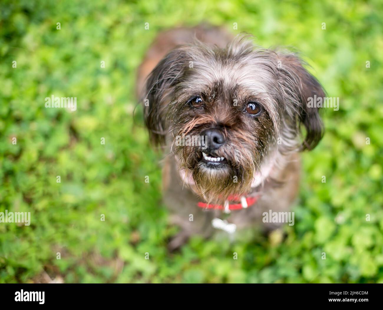 Un cane di razza mischiato scruffy con un underbite guardando verso l'alto la macchina fotografica Foto Stock