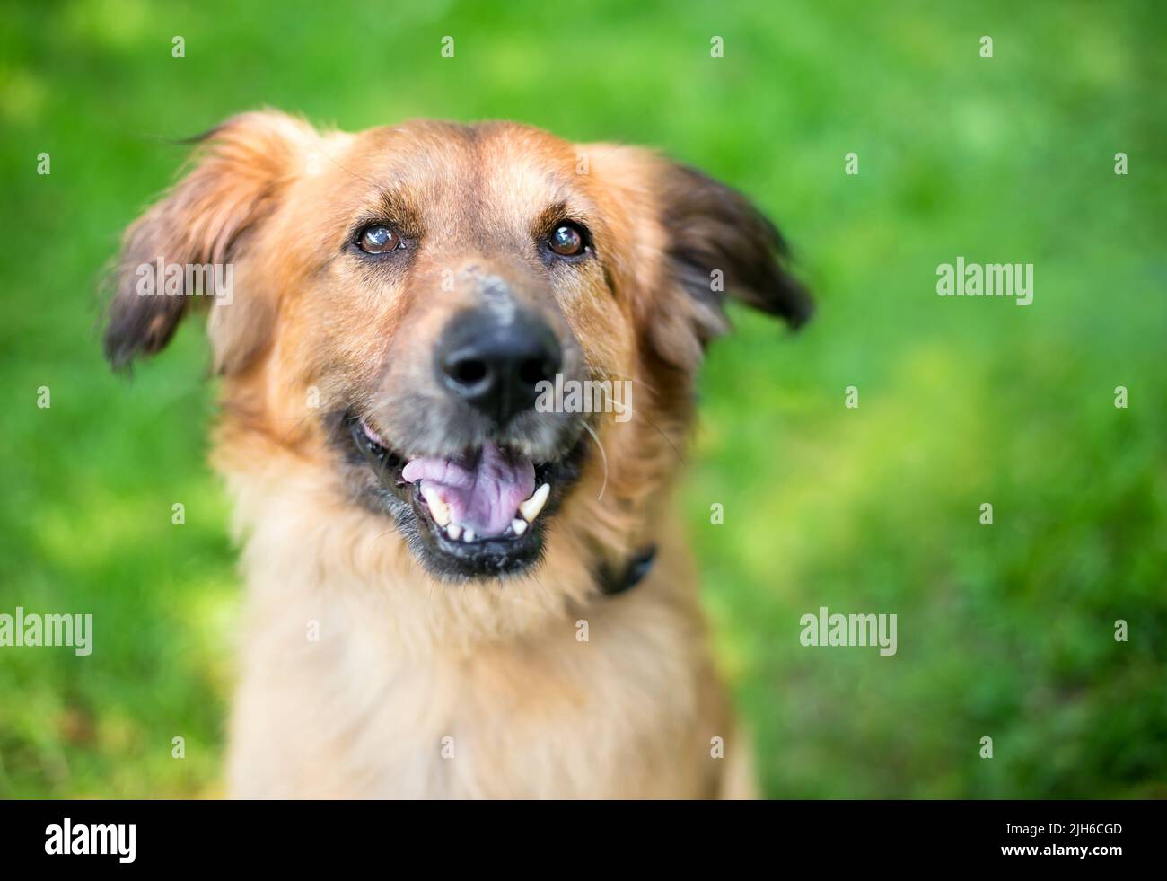 Un pastore tedesco anziano cane di razza mista guardando la macchina fotografica Foto Stock