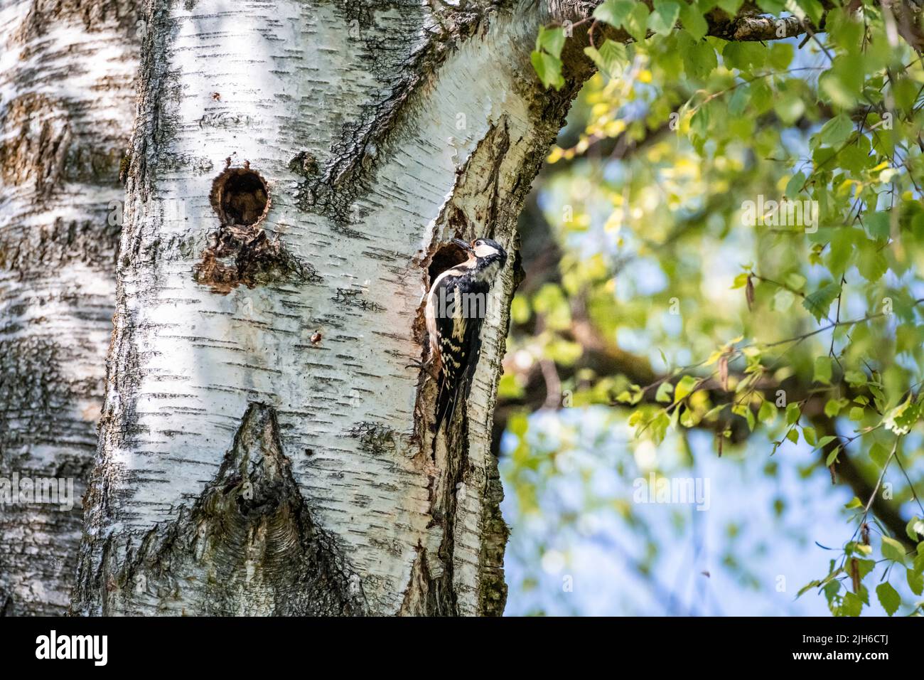 Grande picchio macchiato (Dendrocopos Major), di fronte alla cavità di riproduzione, Monaco, Baviera, Germania Foto Stock