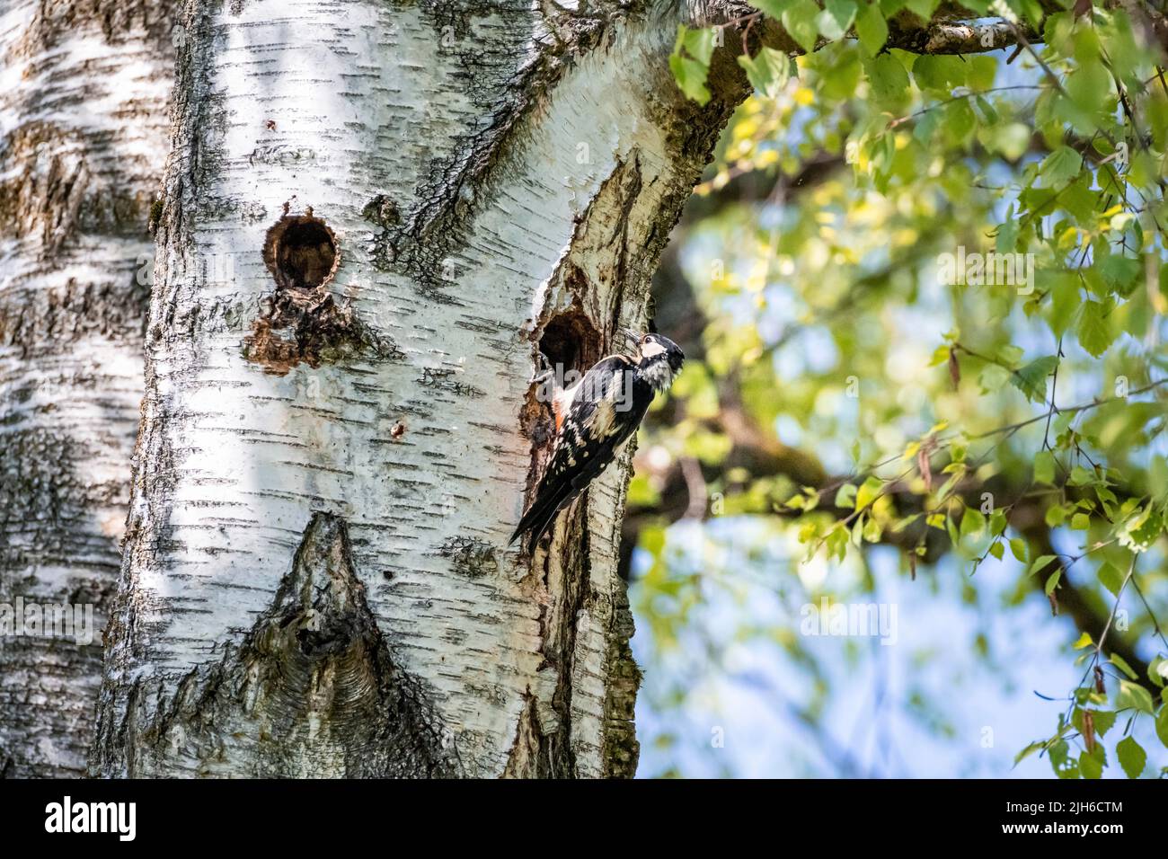 Grande picchio macchiato (Dendrocopos Major), di fronte alla cavità di riproduzione, Monaco, Baviera, Germania Foto Stock