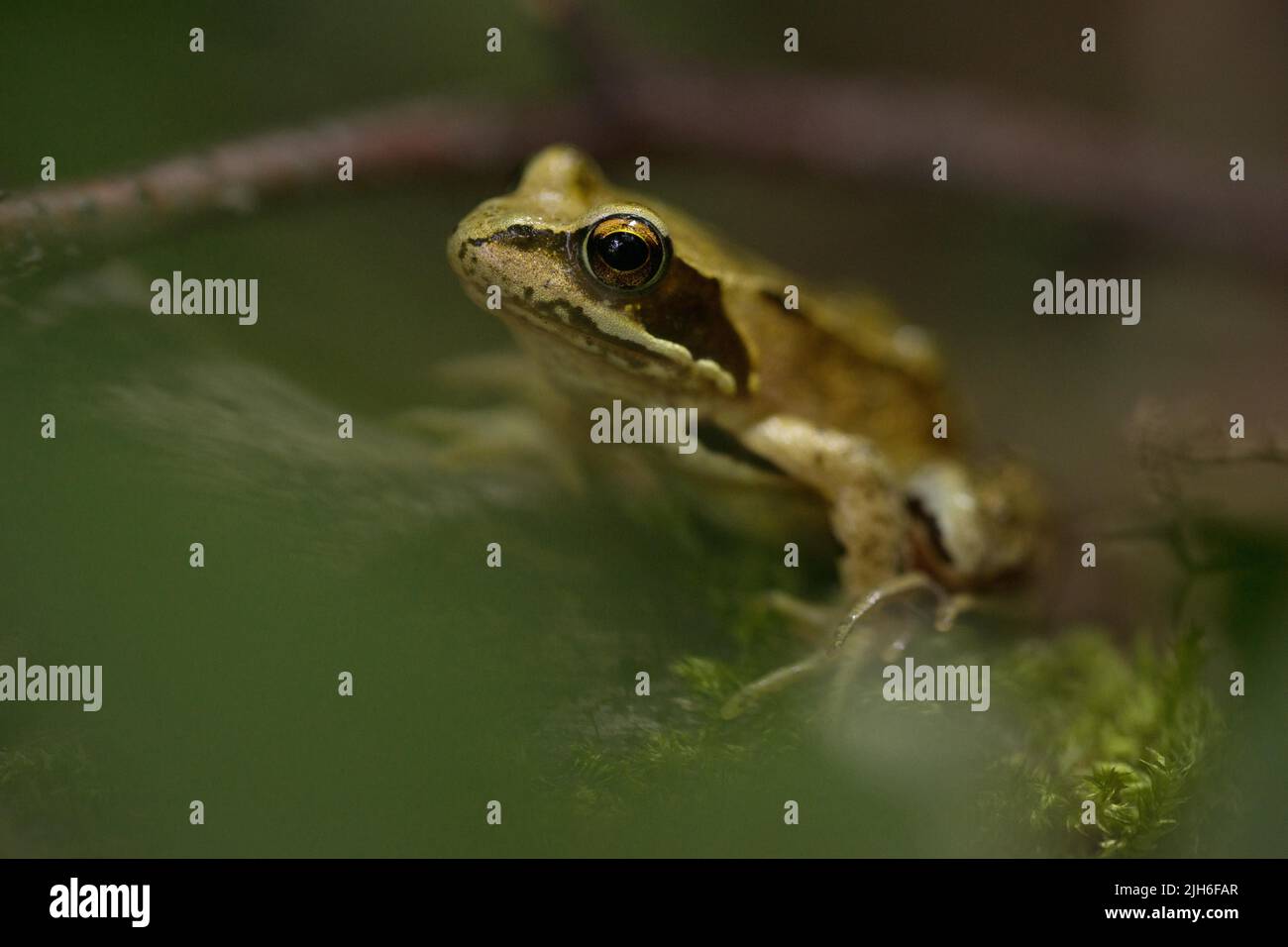 Ritratto di una rana comune nella foresta, rana comune europea Foto Stock